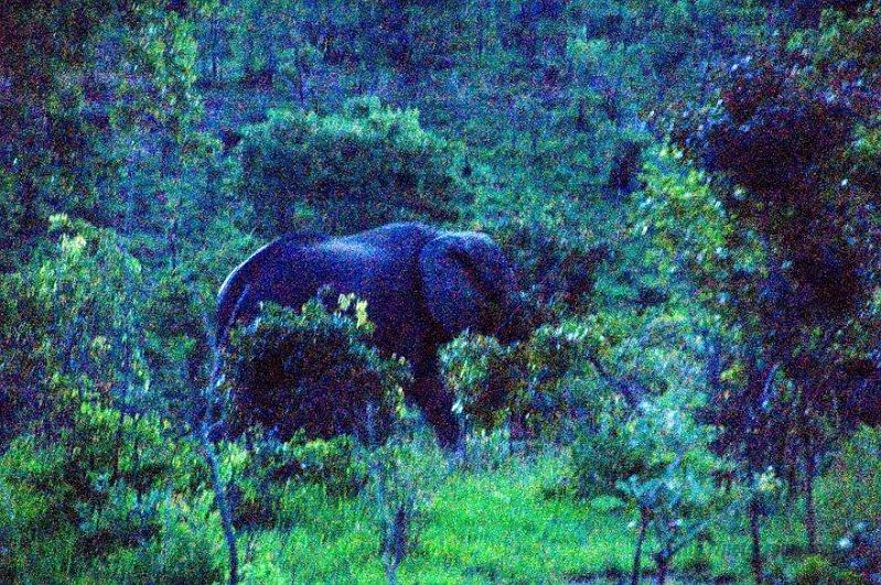 Zimbabwe travel (8).JPG - Bad picture excuses: The elephants were too fast, the light was not enough and; I need a better camera.